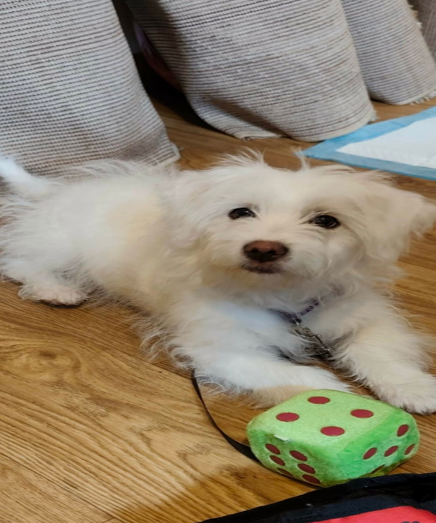 Katze Amy im neuen Zuhause