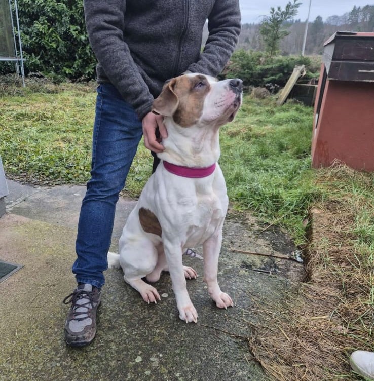 Mischlingshund Bobby