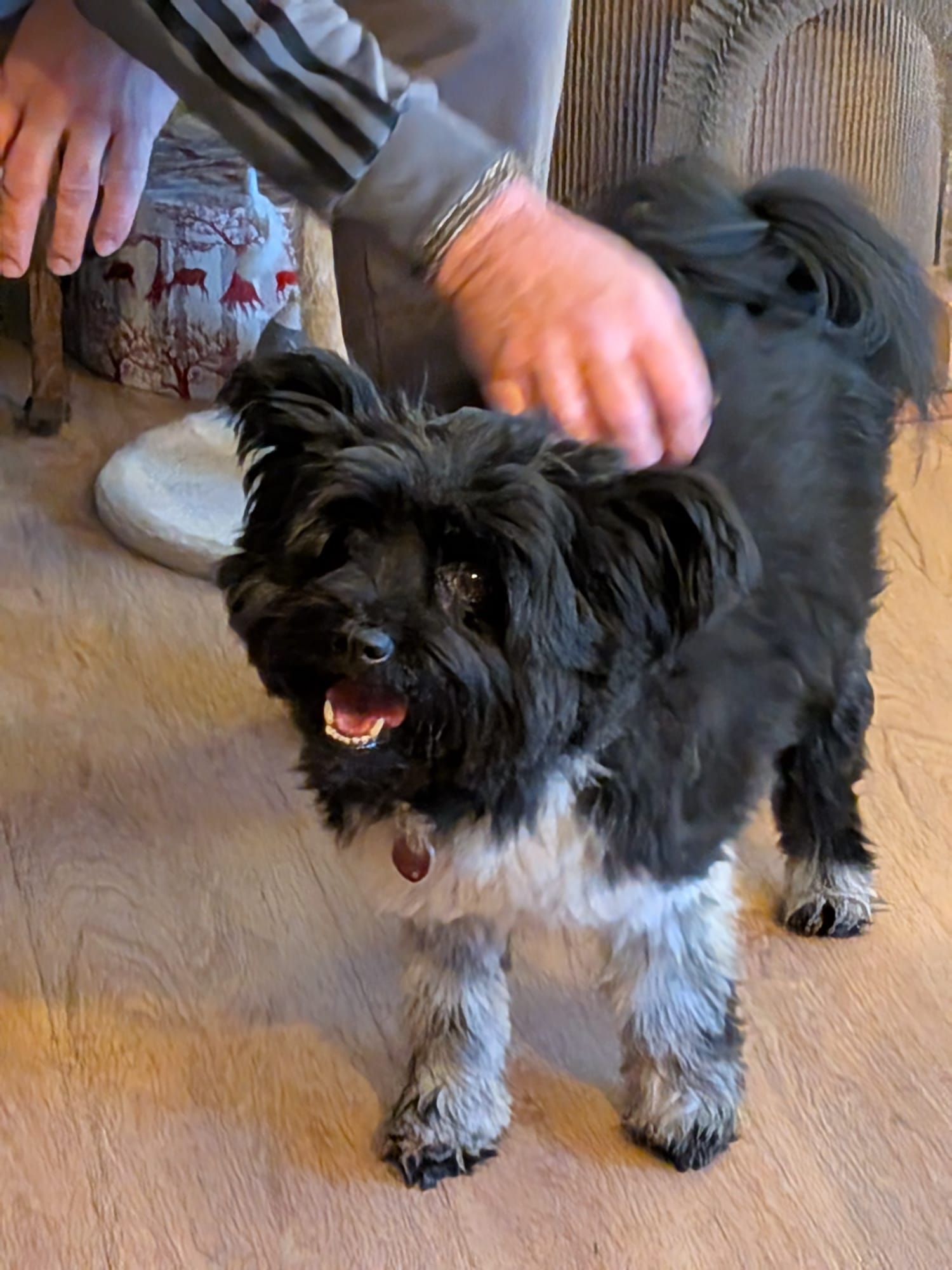 Pepe im neuen Zuhause