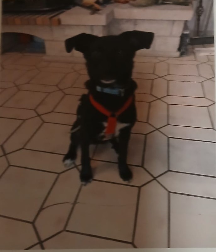 Hund Kira – Rohdiamant sucht ein liebevolles Zuhause