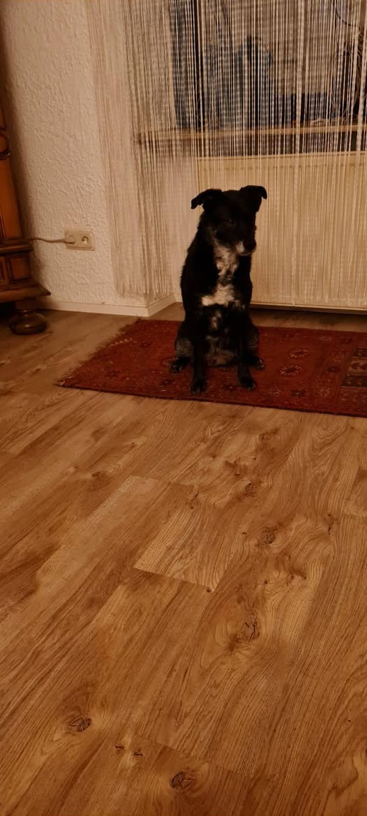 Mischlingshündin Malou