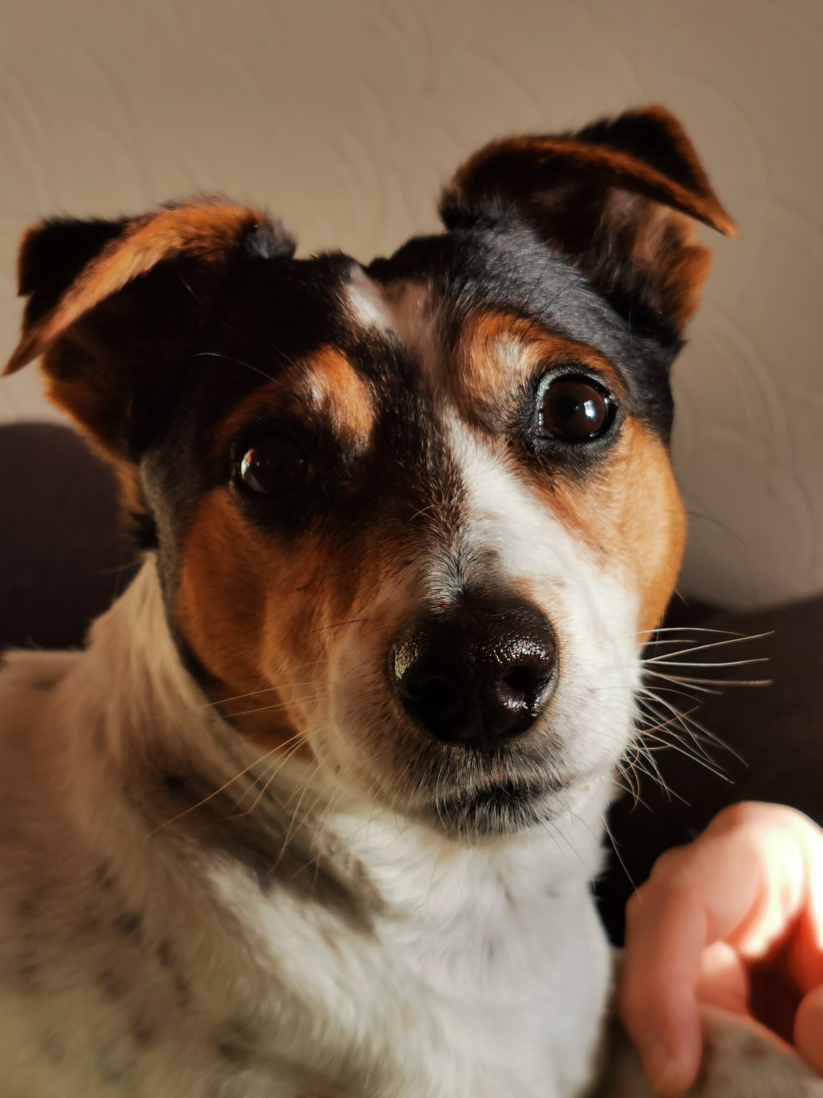 Milo