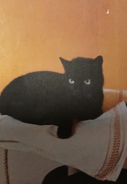 Schwarze Katze entspannt auf einem gemütlichen Platz auf der Pflegestelle