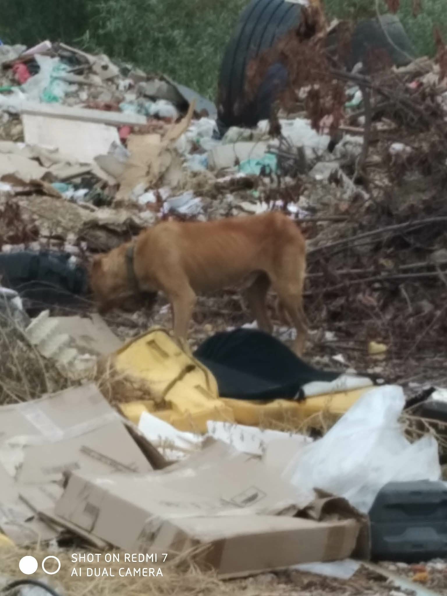 Hund wurde auf einer Müllkippe in Bosnien gefunden
