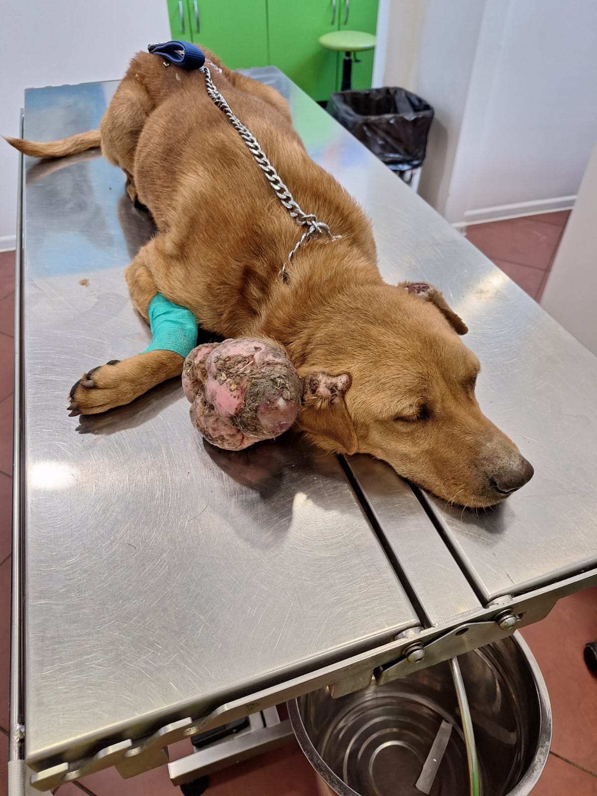 Riesiger Tumor am Kopf vor der Operation