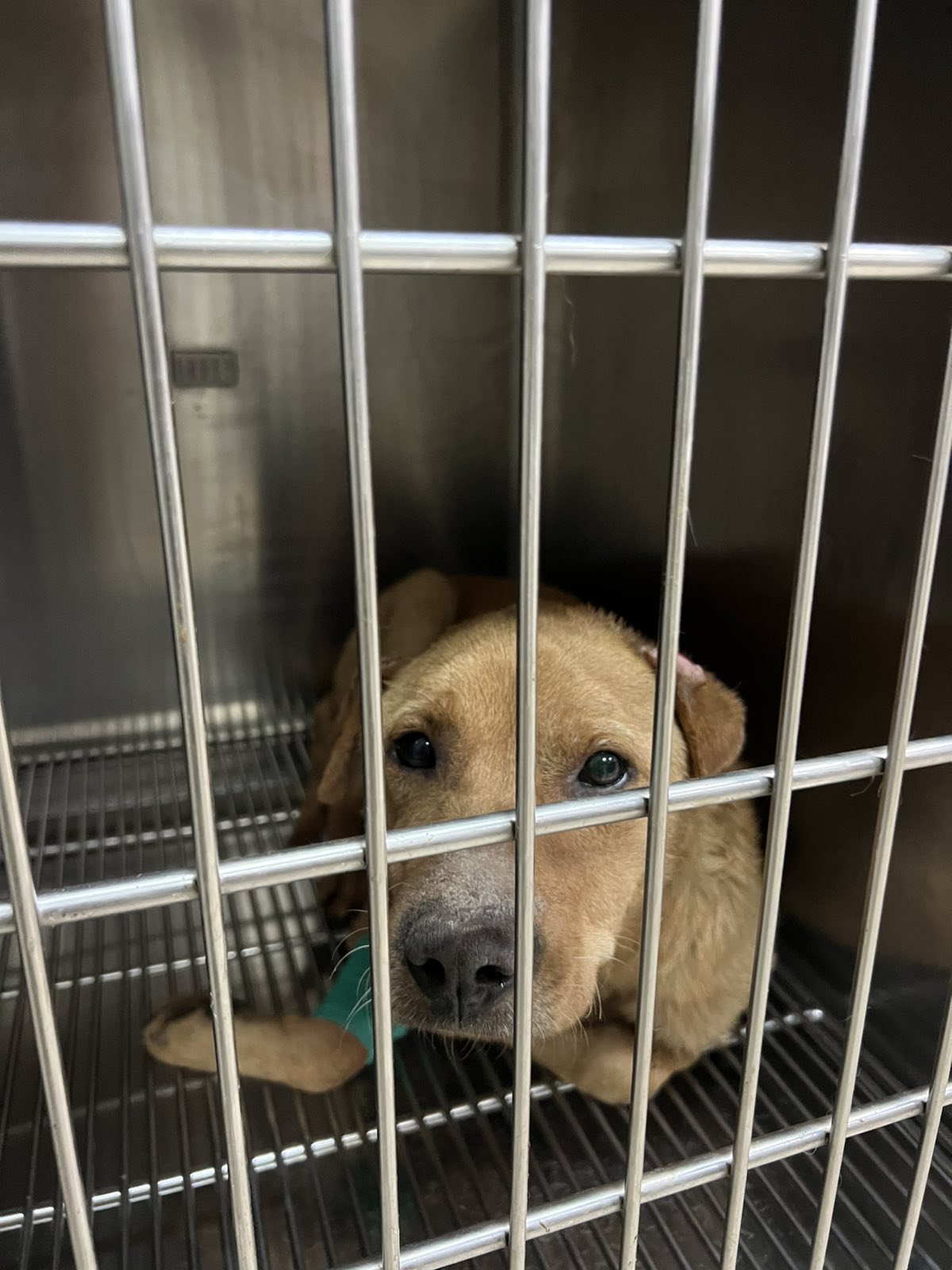 Hund nach der Rettung in tierärztlicher Versorgung