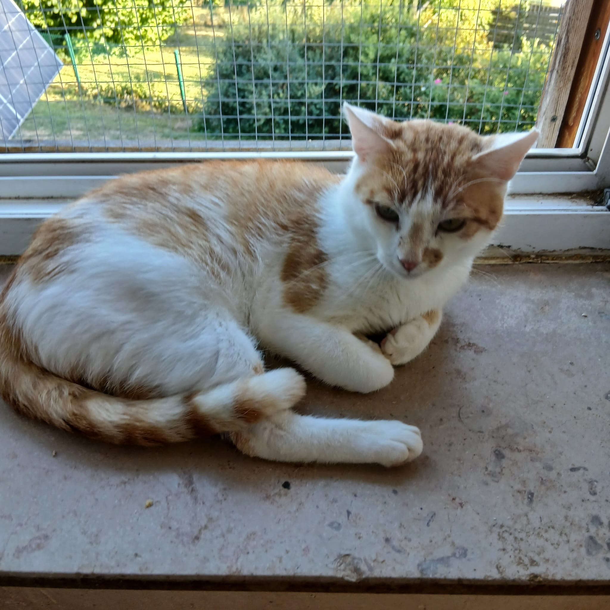 Tiger