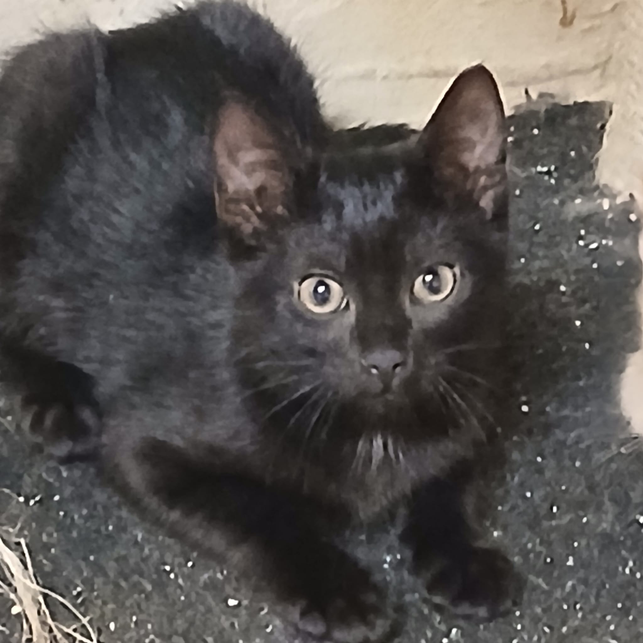 Kater
