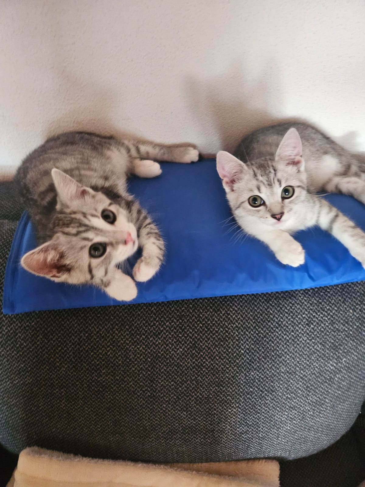 Katzen