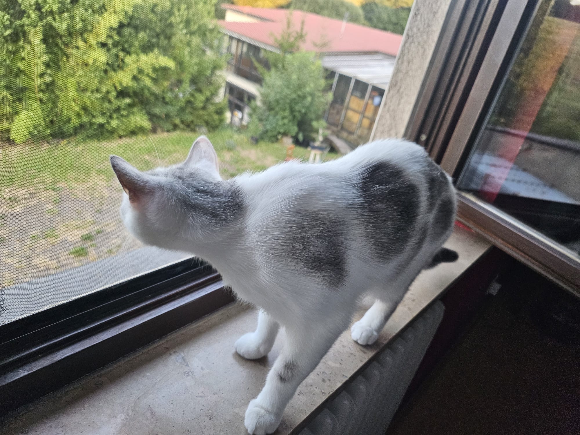Katze