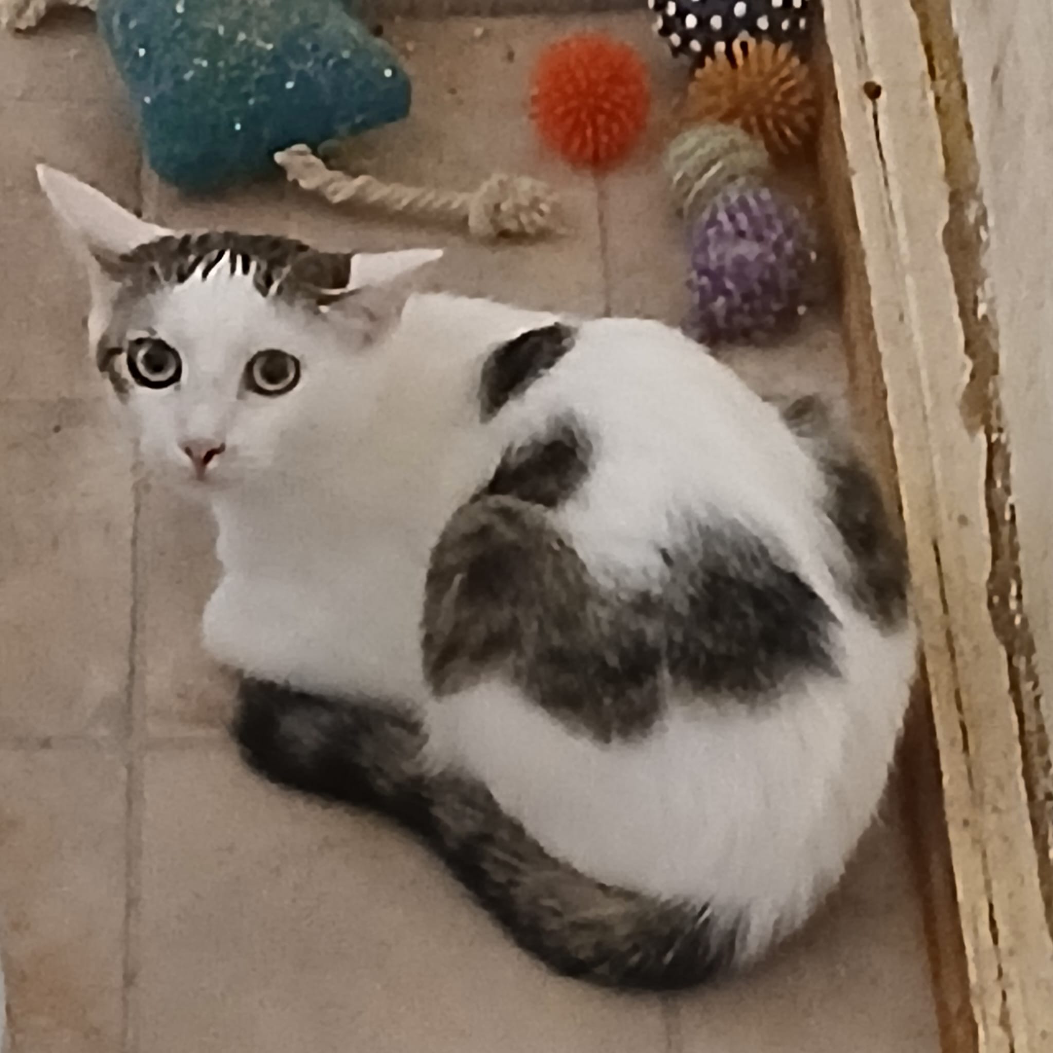 Katze