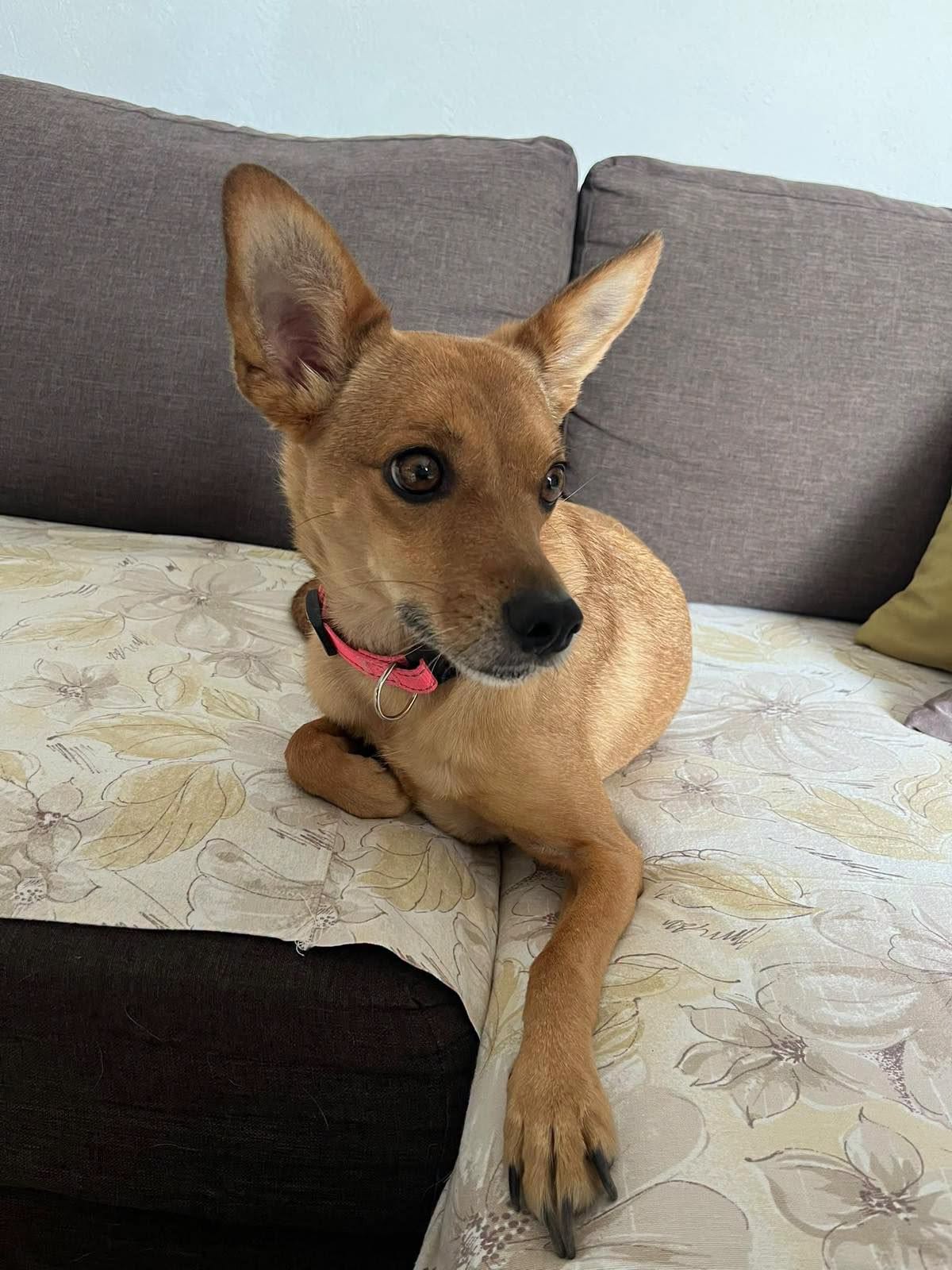 Lilo