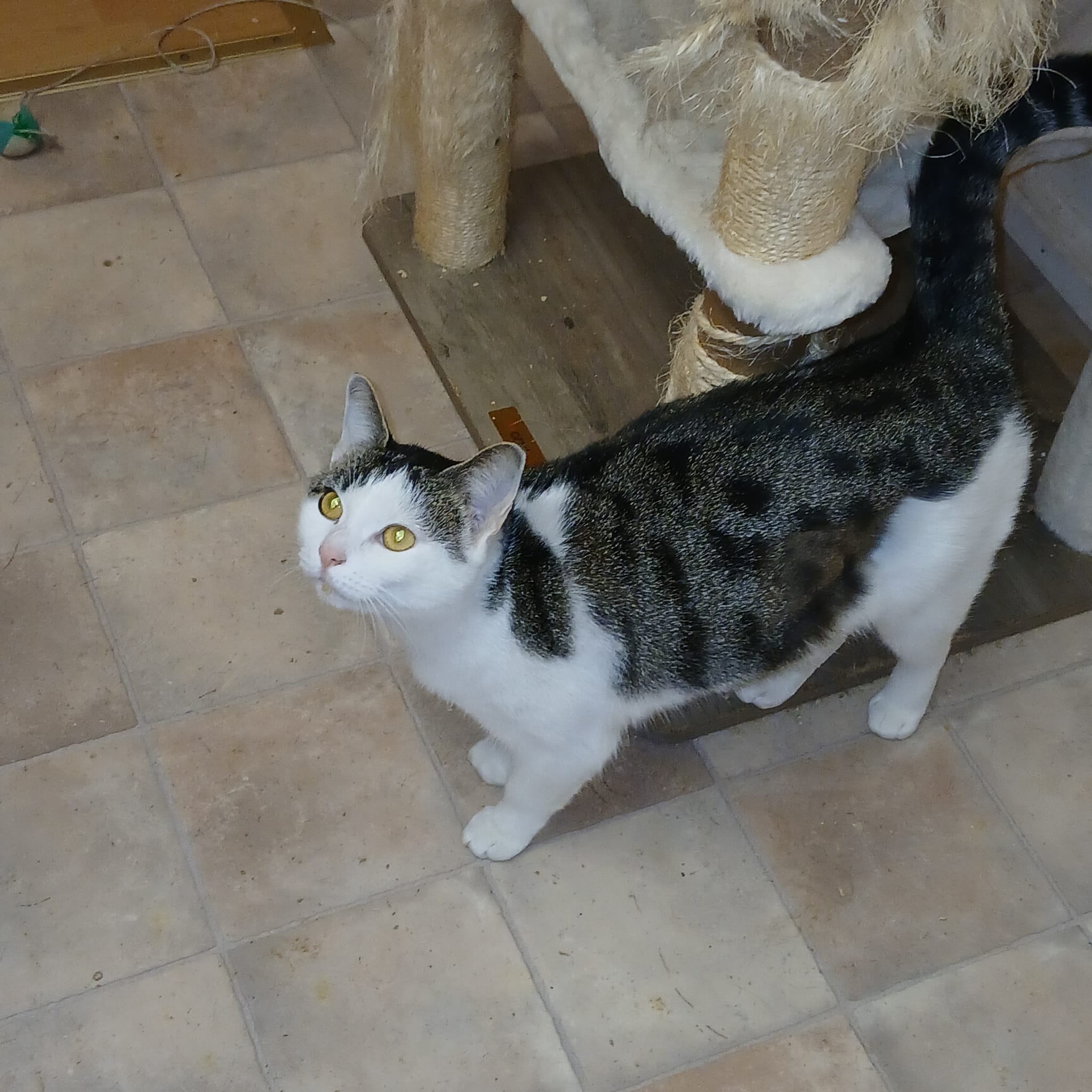 Katze