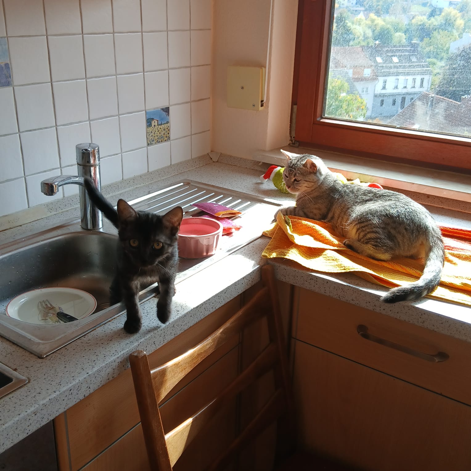 Katze