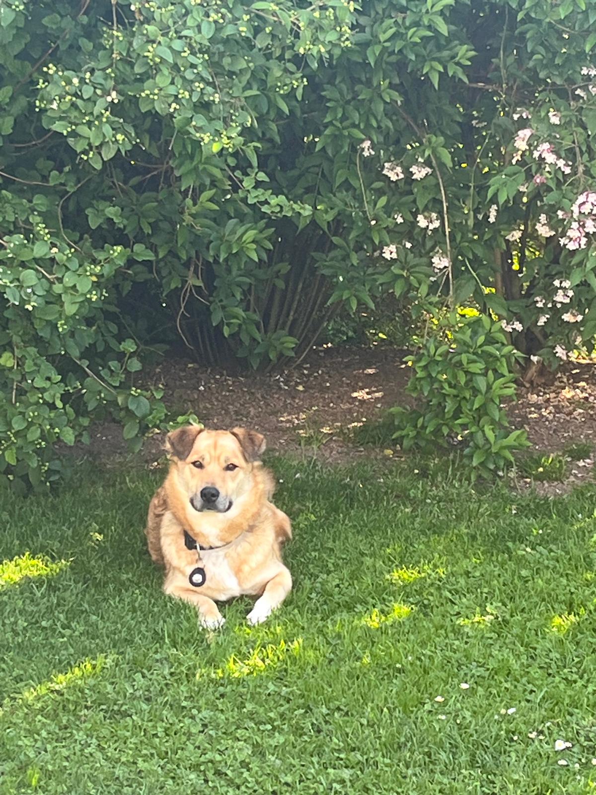 Sami 