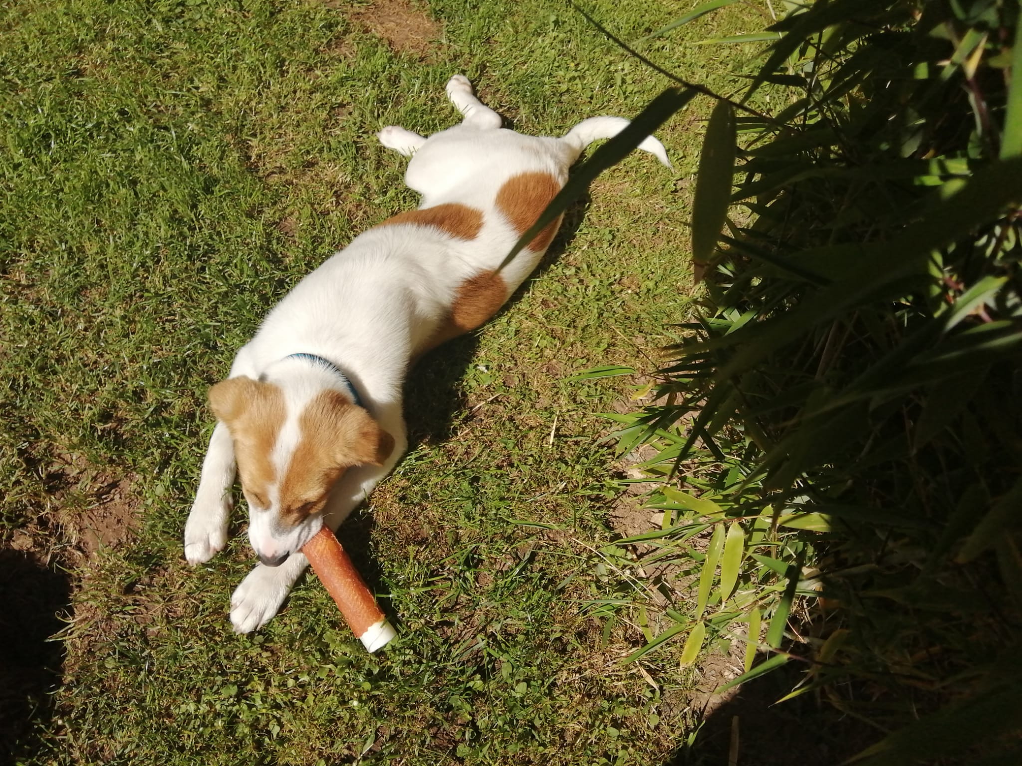 Benni