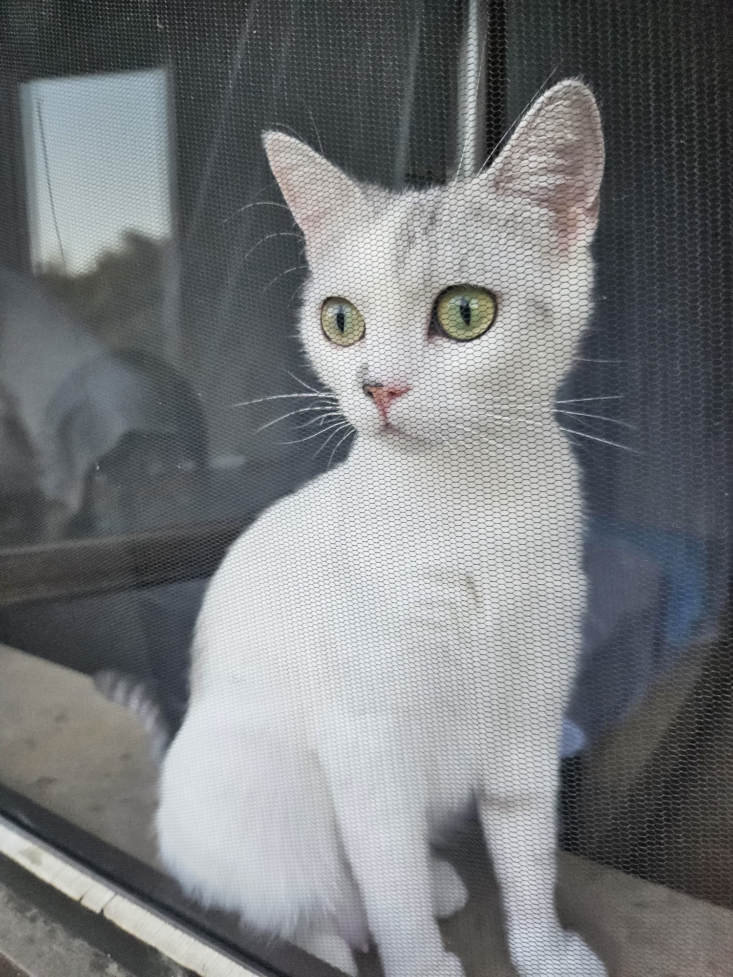 Katze