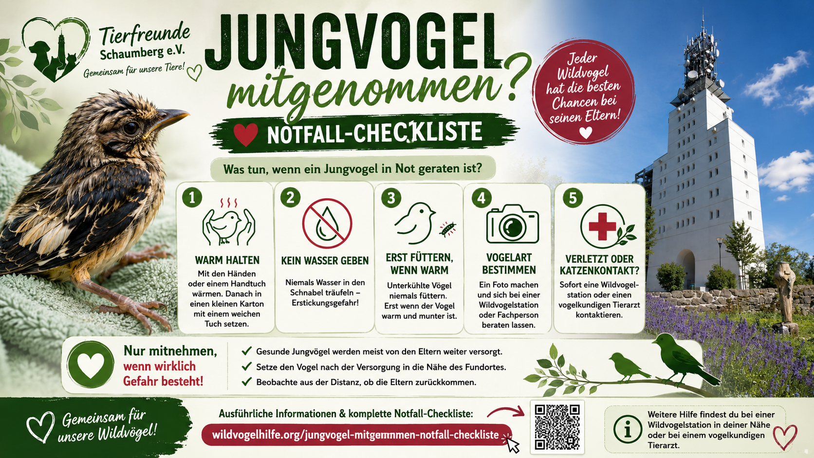  Jungvogel Notfall-Checkliste