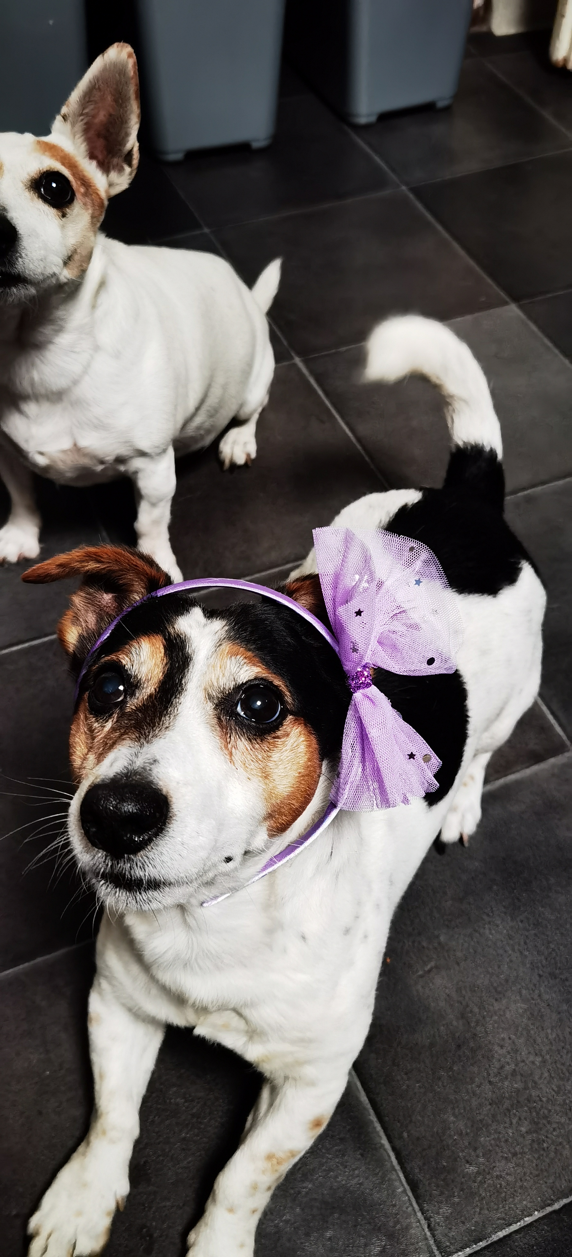 Erinnerungsbild von Milo